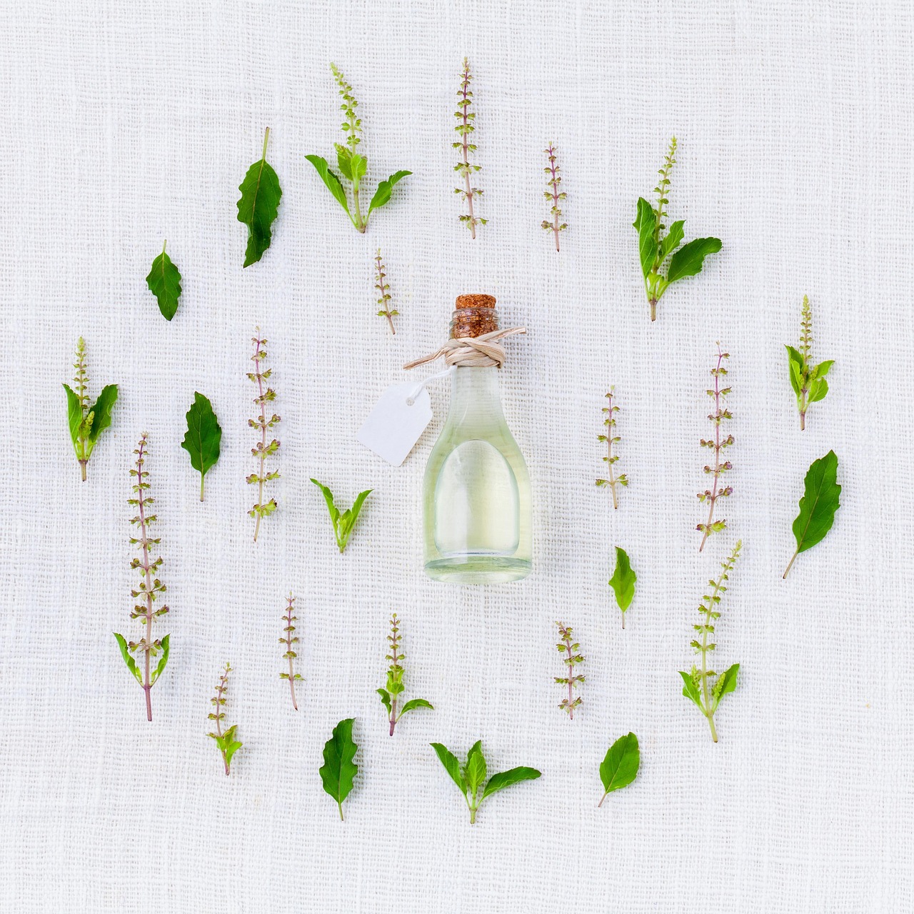 How Much Eugenol Is in Clove Oil? Content by Bud, Leaf, and Stem
